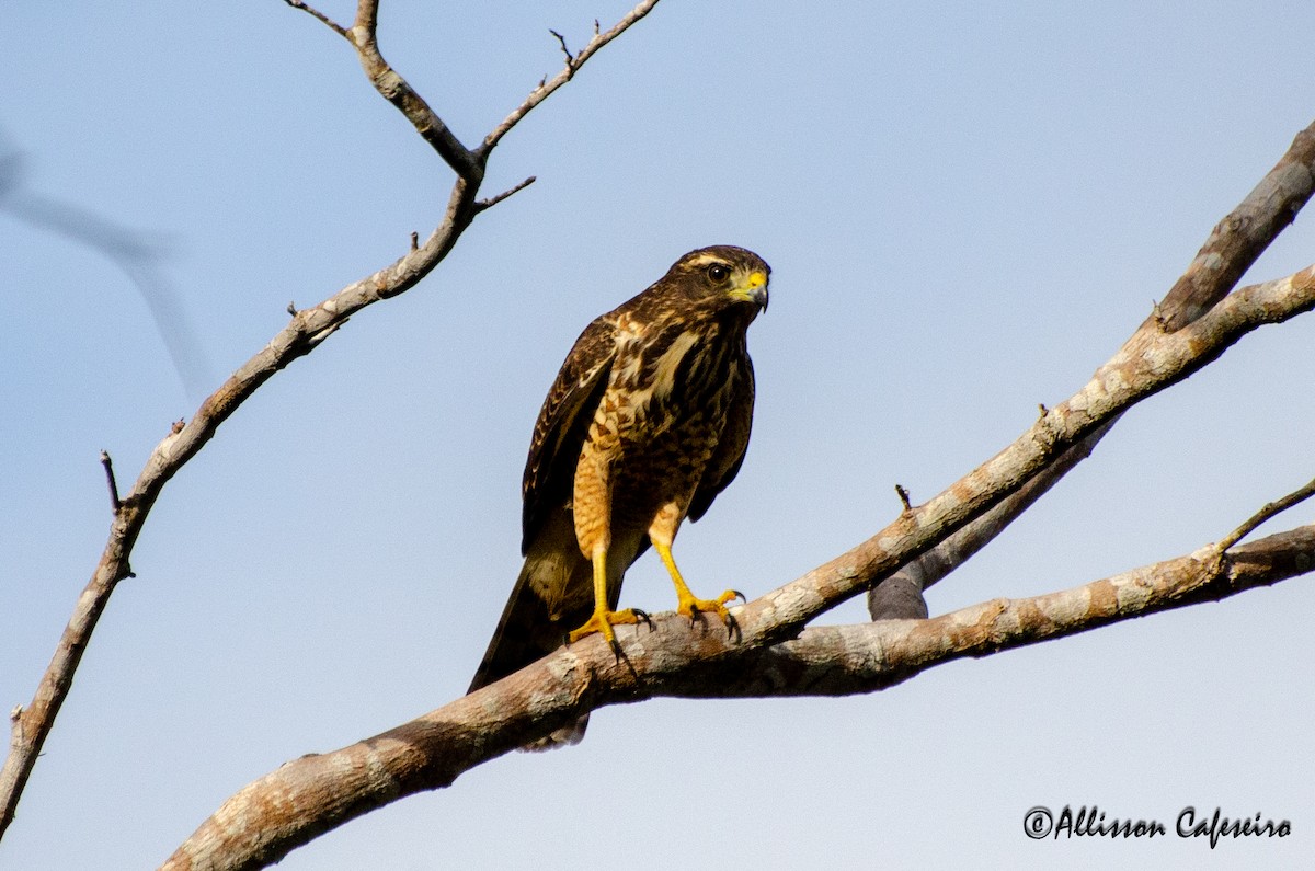 Roadside Hawk - Allisson Cafeseiro