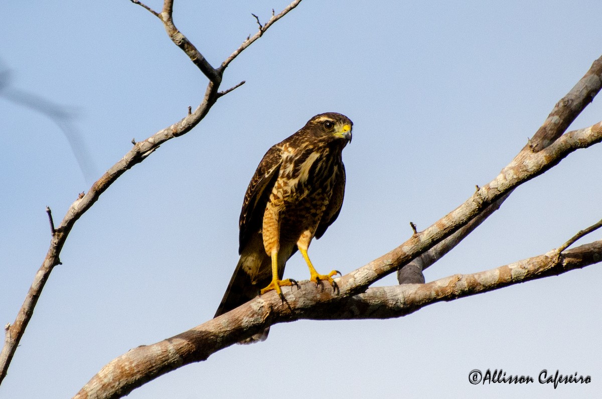 Roadside Hawk - ML427681681