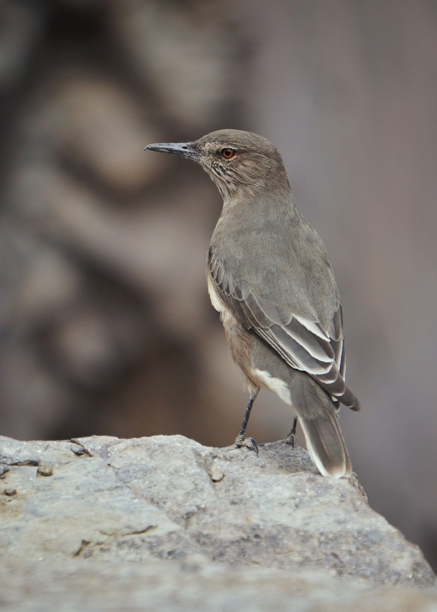 Black-billed Shrike-Tyrant - ML427681801