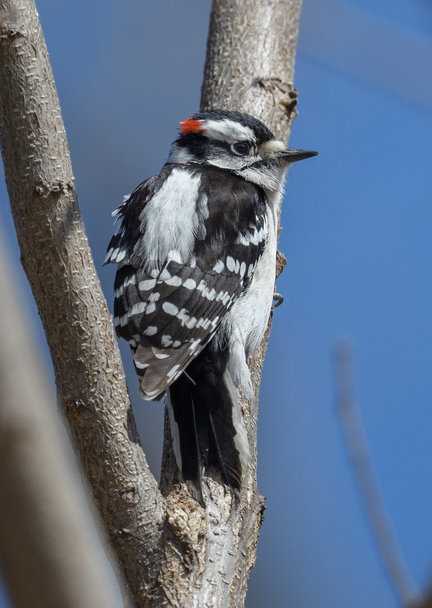 Downy Woodpecker - ML427682201