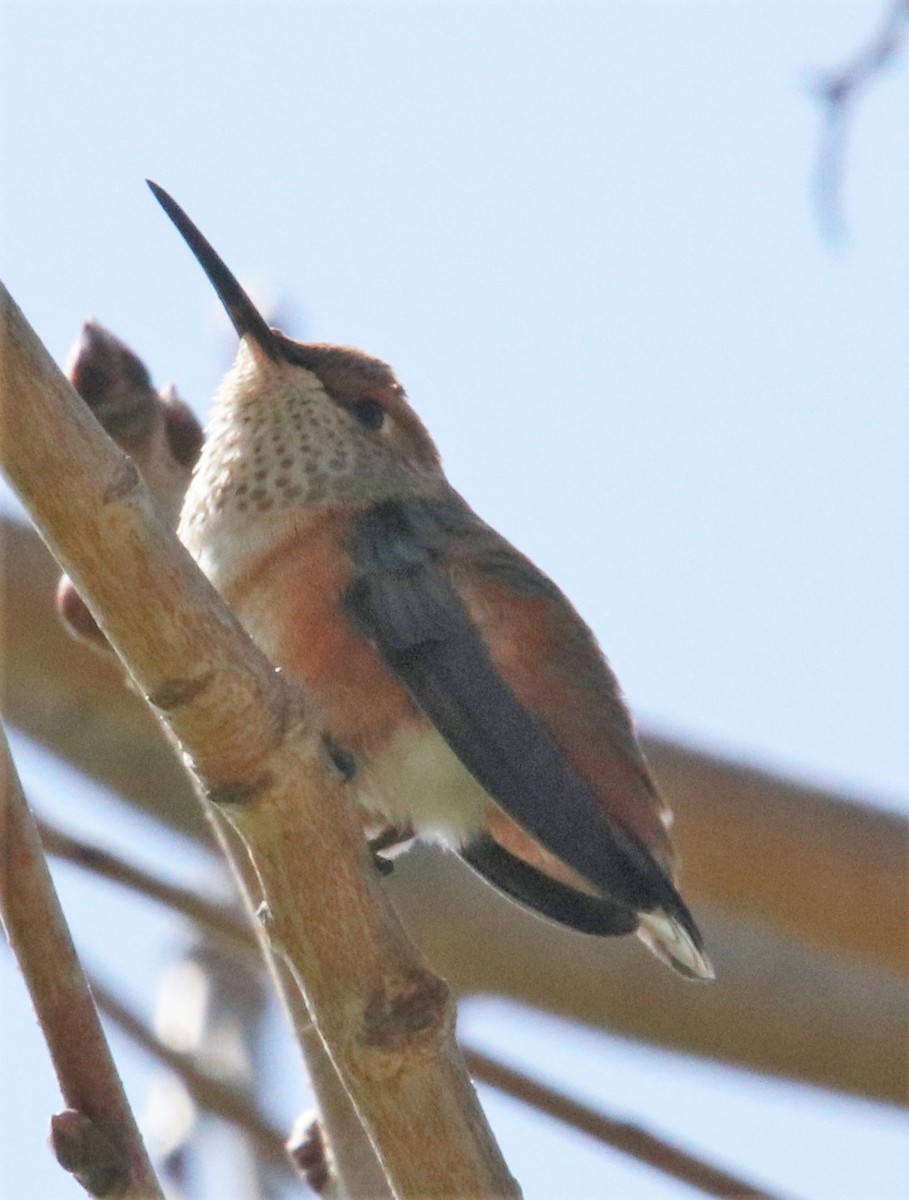 Allen's Hummingbird - Barry Spolter