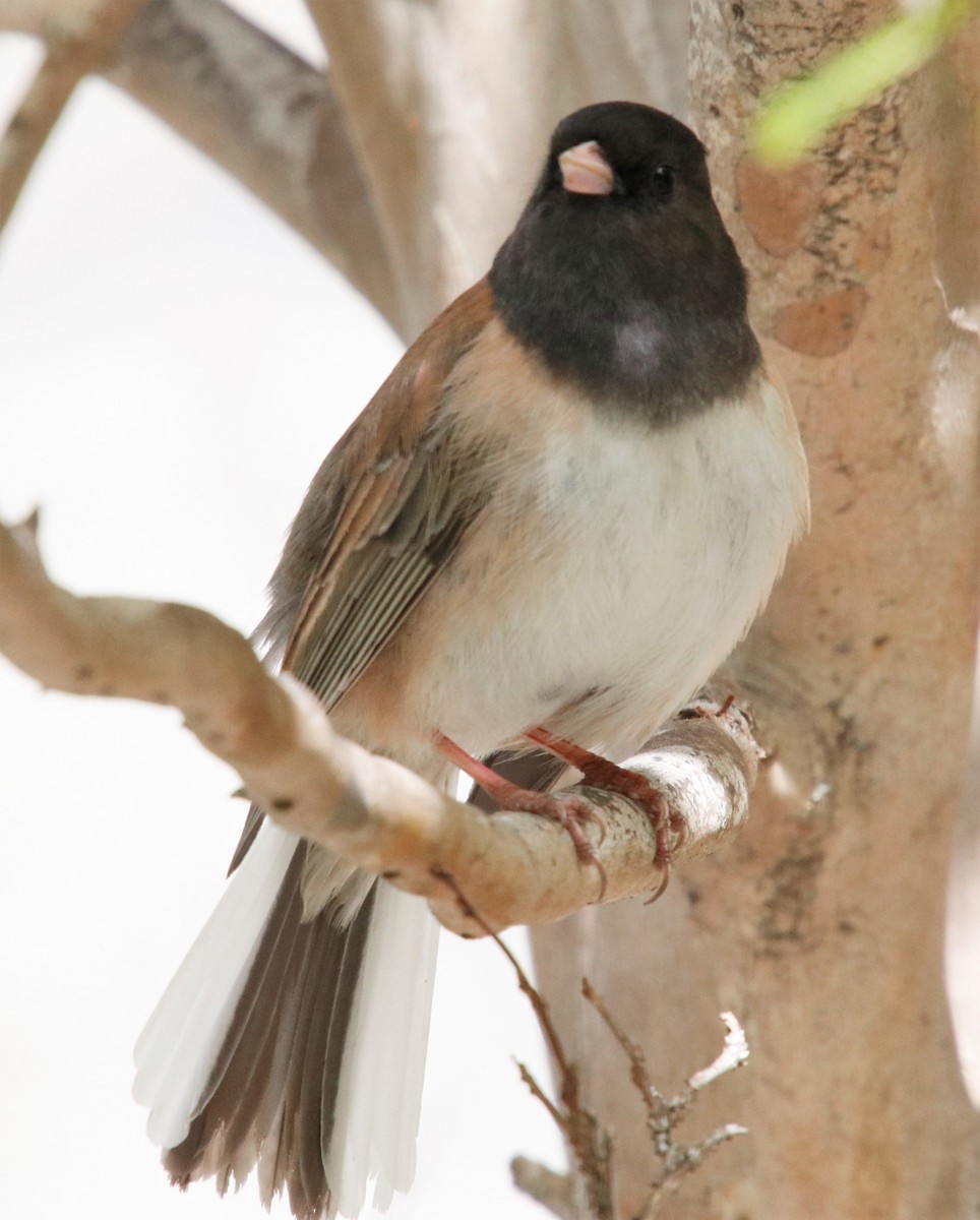 Dark-eyed Junco - ML427682791