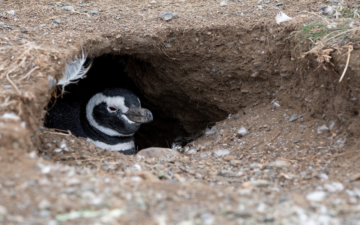 Magellanic Penguin - Mason Maron