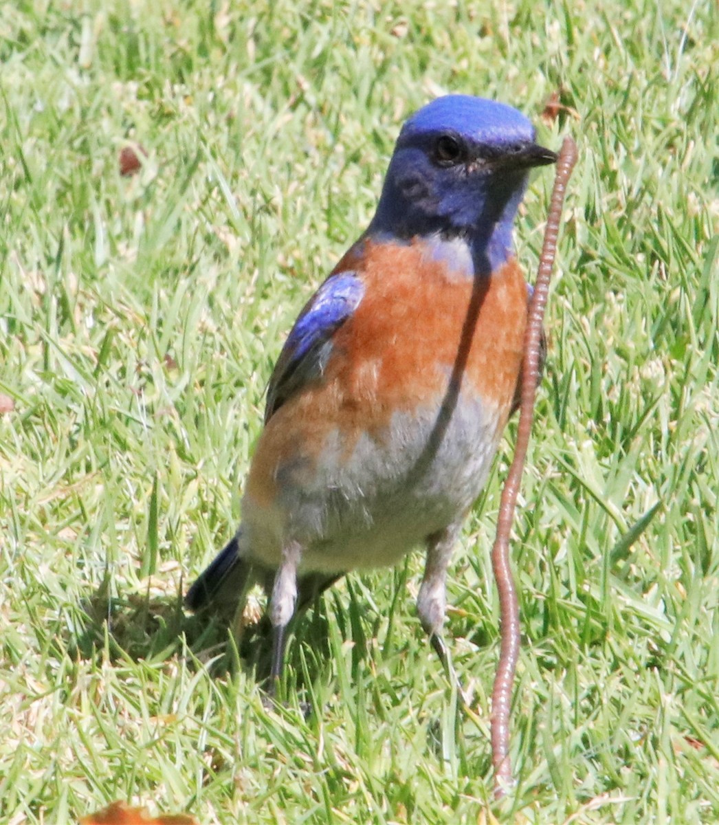 Western Bluebird - ML427683071