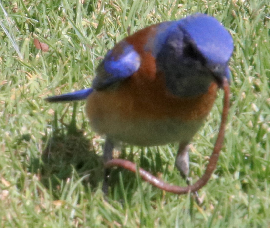 Western Bluebird - ML427683101