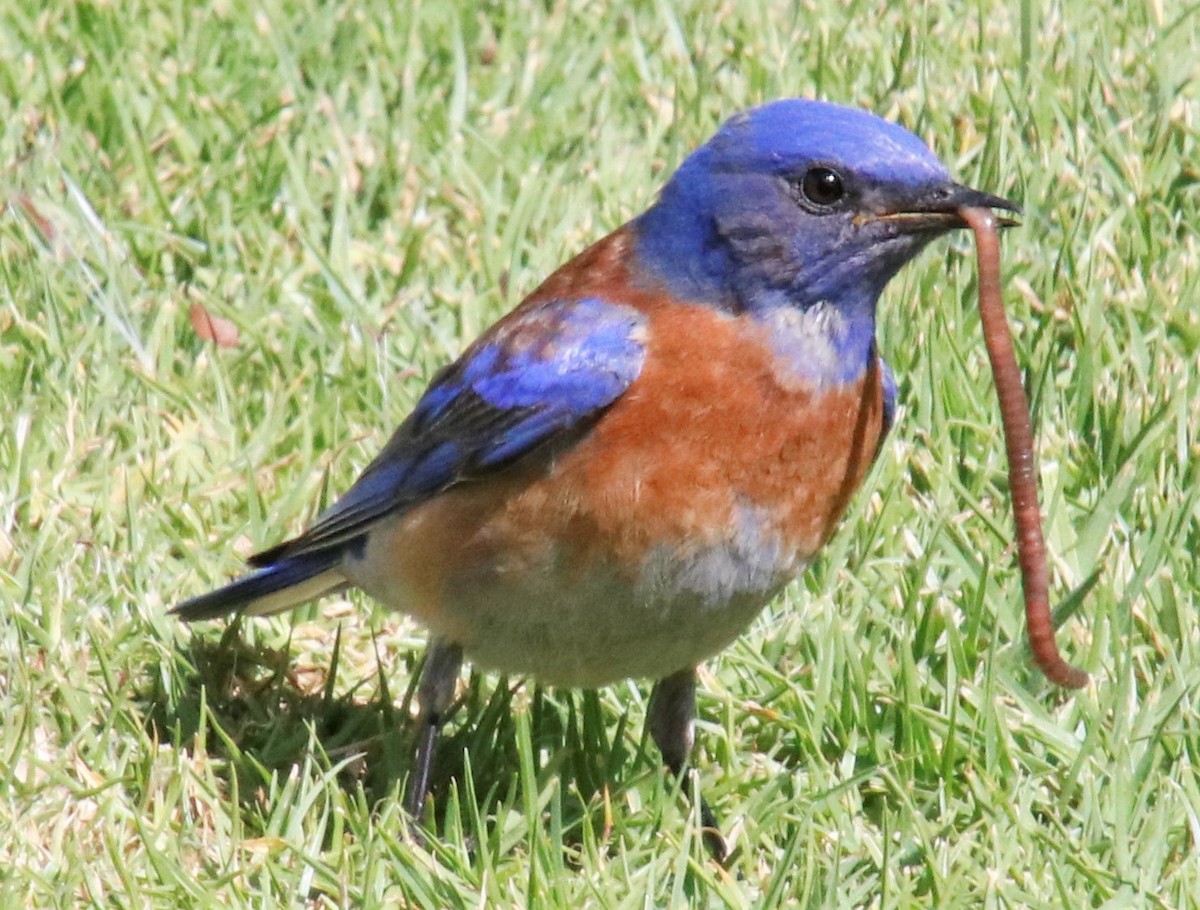 Western Bluebird - ML427683111