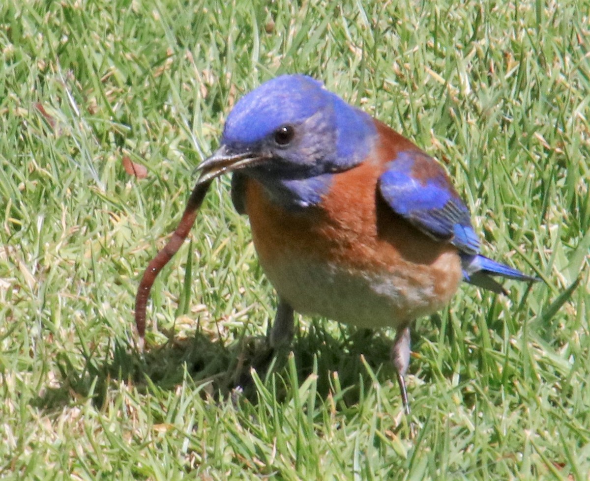 Western Bluebird - ML427683141