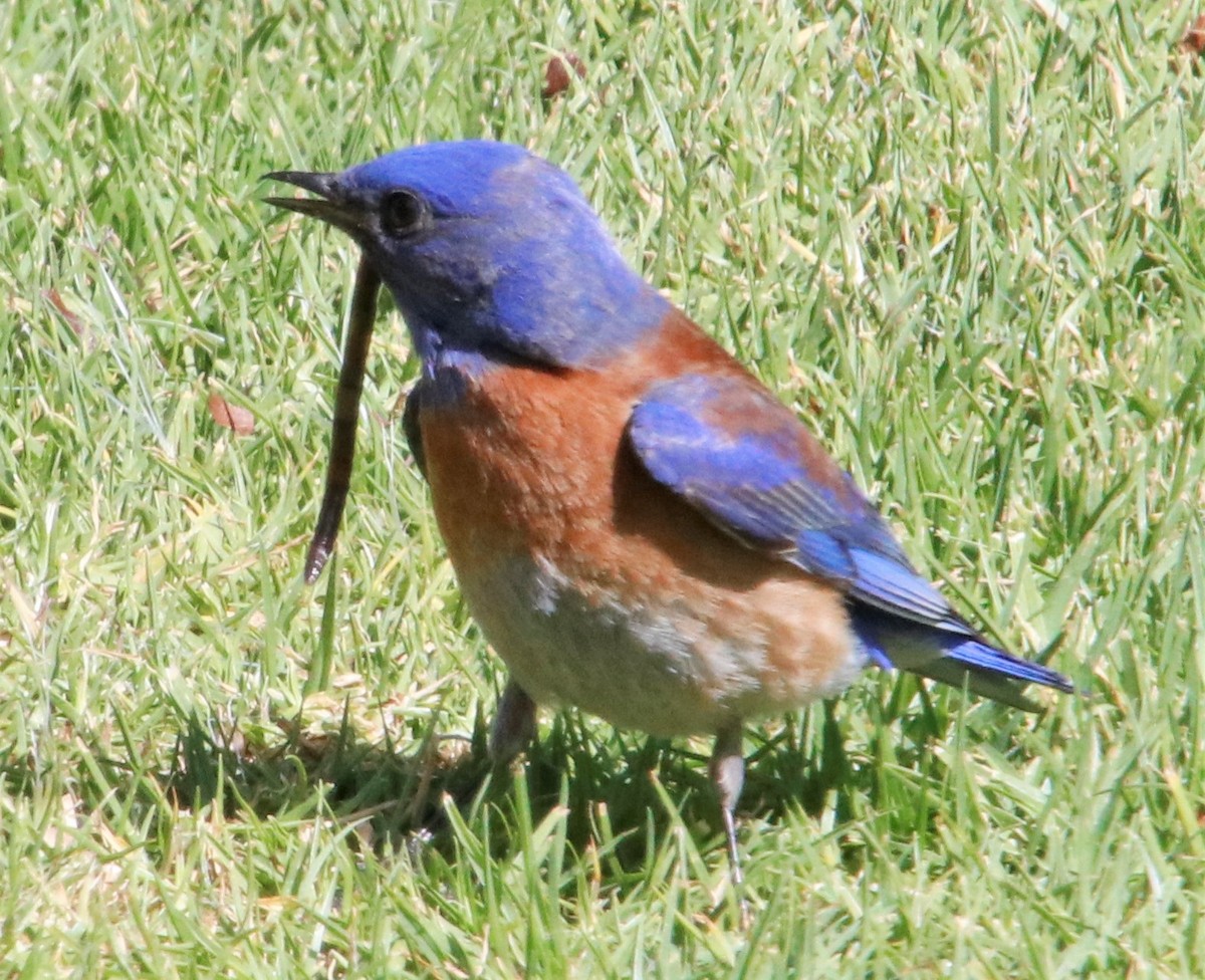 Western Bluebird - ML427683171