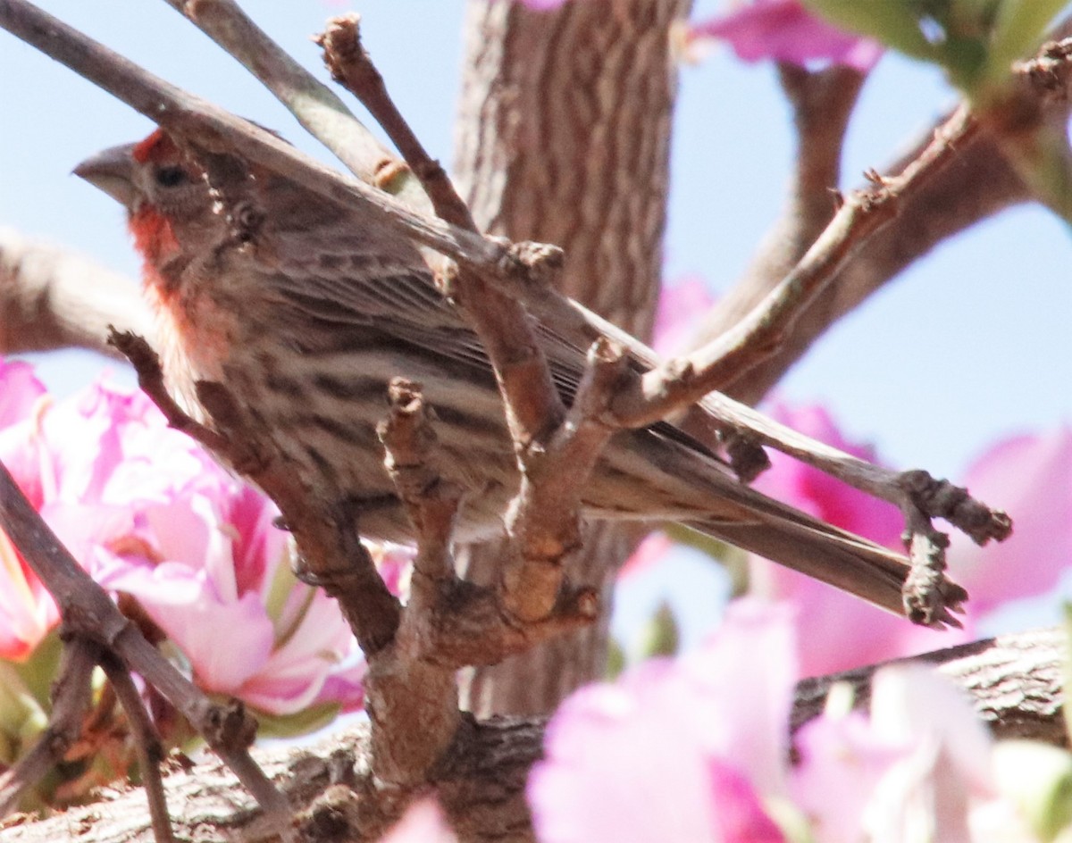 House Finch - ML427683391