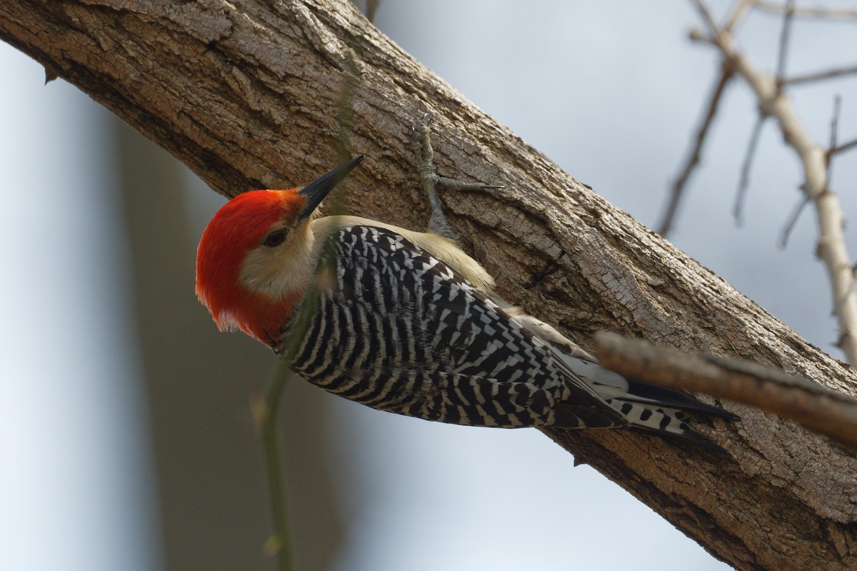Red-bellied Woodpecker - ML427683491