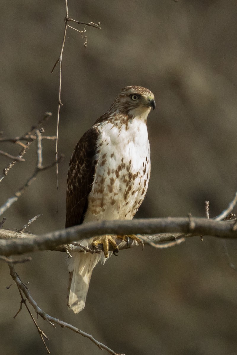 Red-tailed Hawk - ML427684811