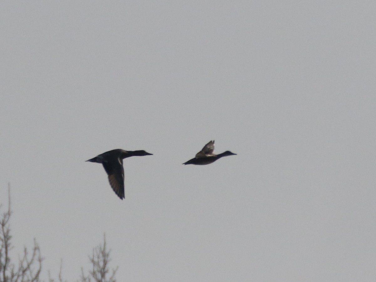 Gadwall x Mallard (hybrid) - Paweł Malczyk