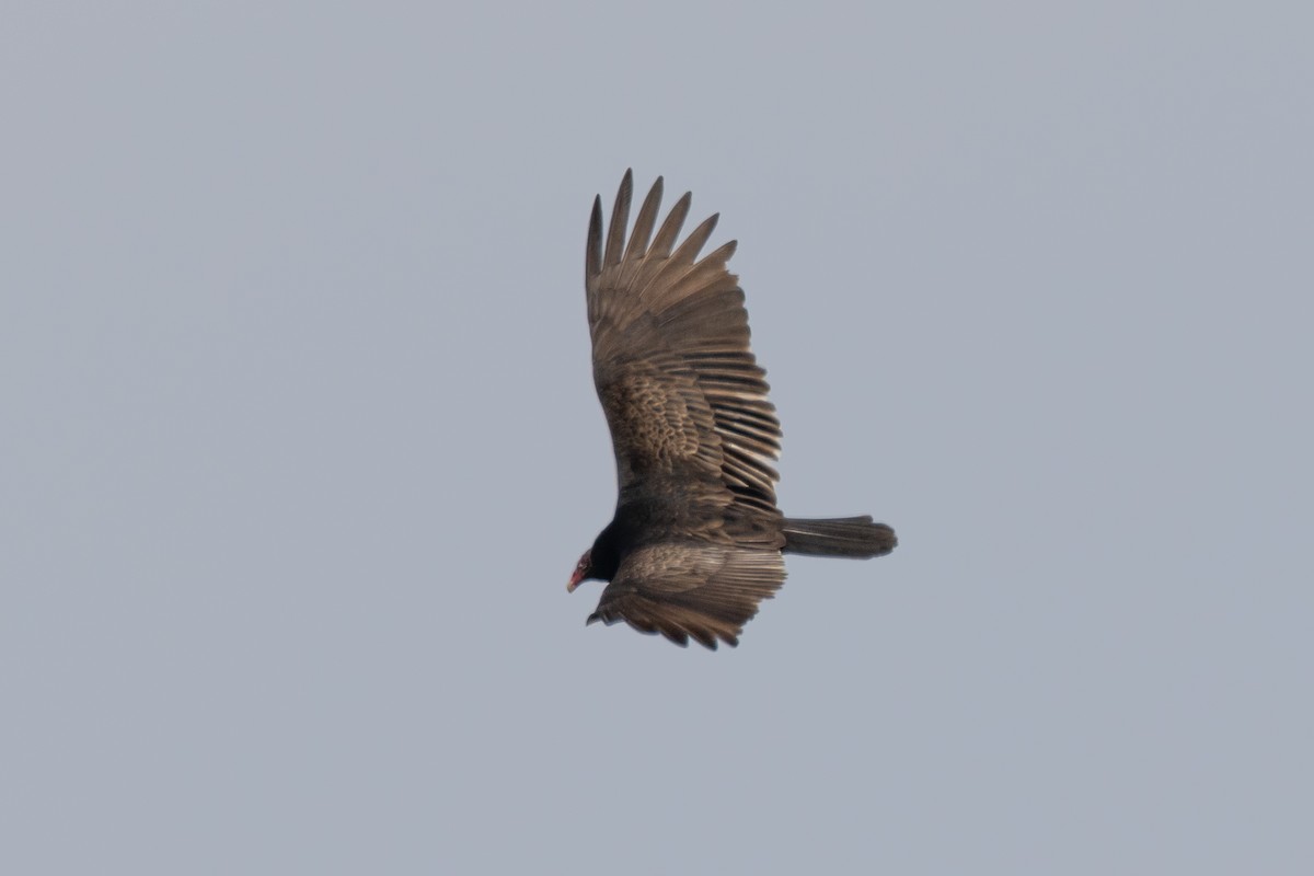 Turkey Vulture - ML427685791