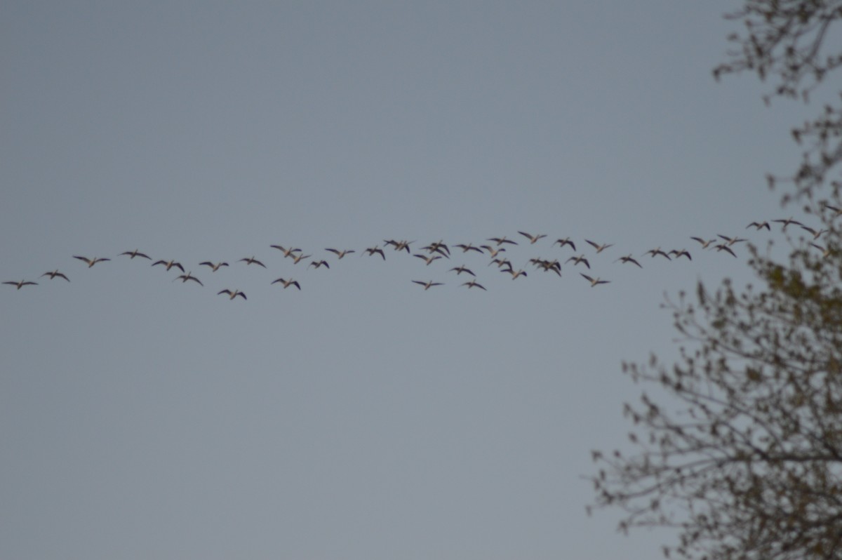 Snow Goose - ML427686001