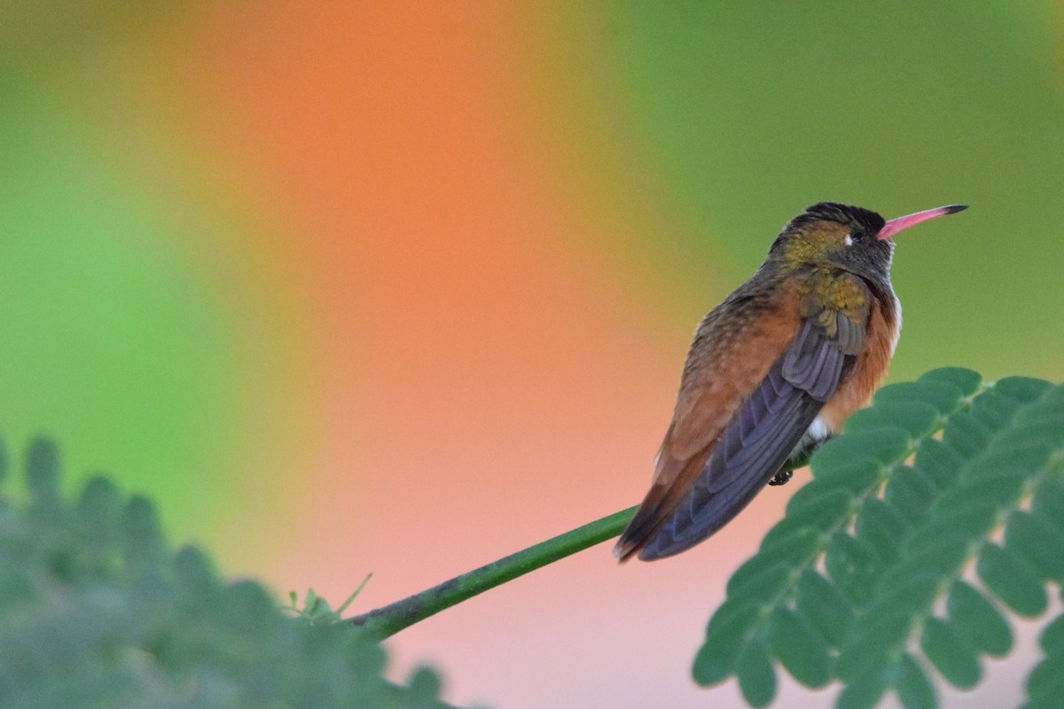Amazilia Hummingbird - ML427688531