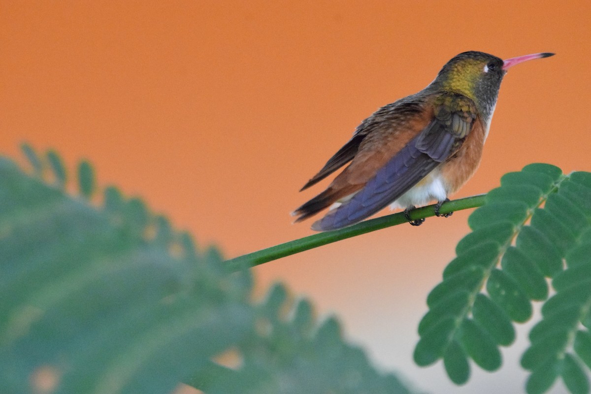 Amazilia Hummingbird - Paul Vandenbussche