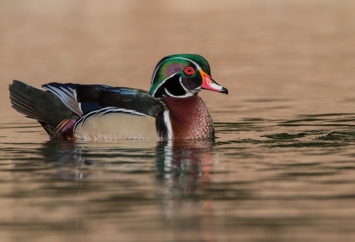 Wood Duck - ML427688661