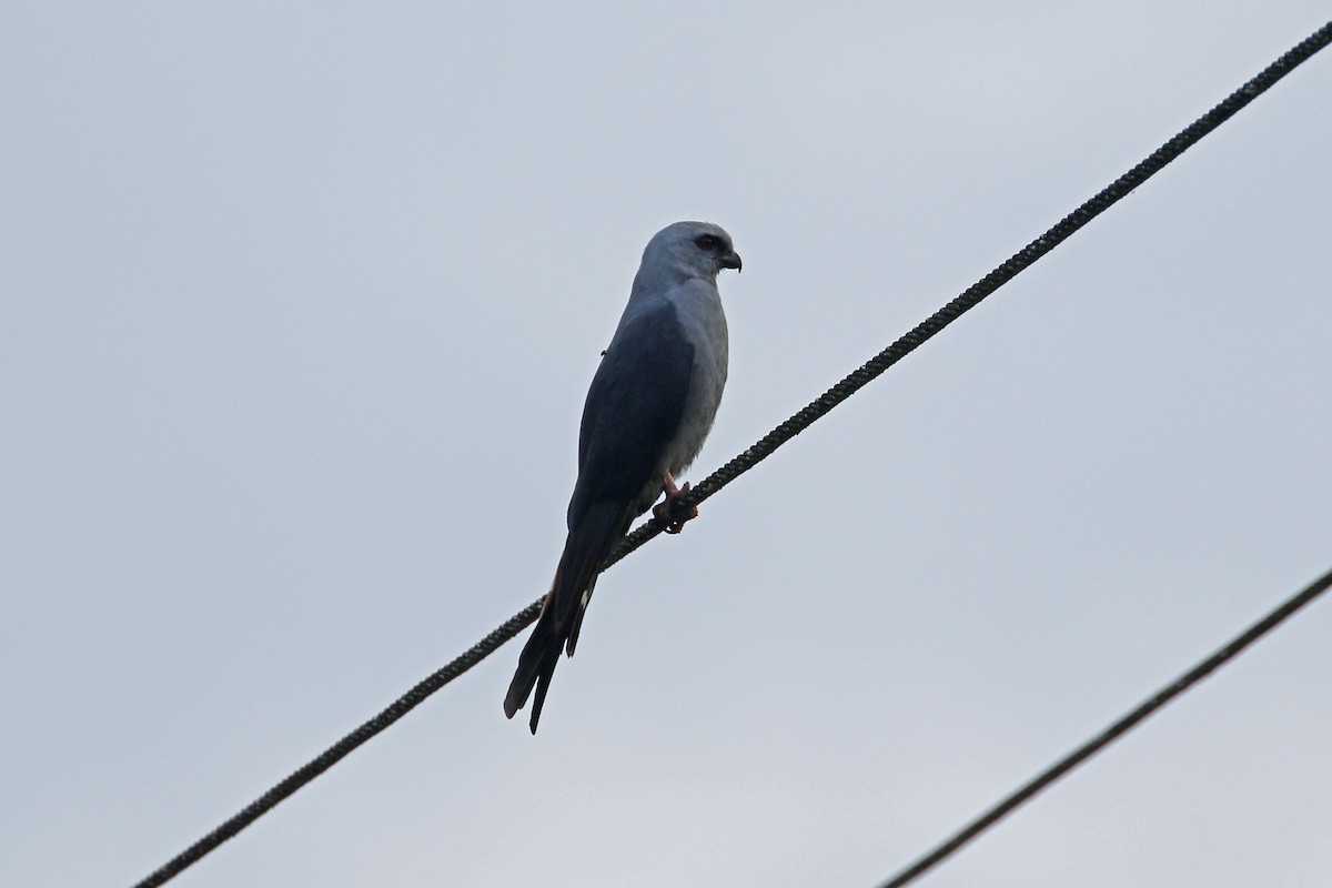 Plumbeous Kite - ML427689141