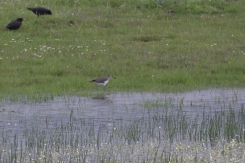 Common Greenshank - Gavin McKinnon