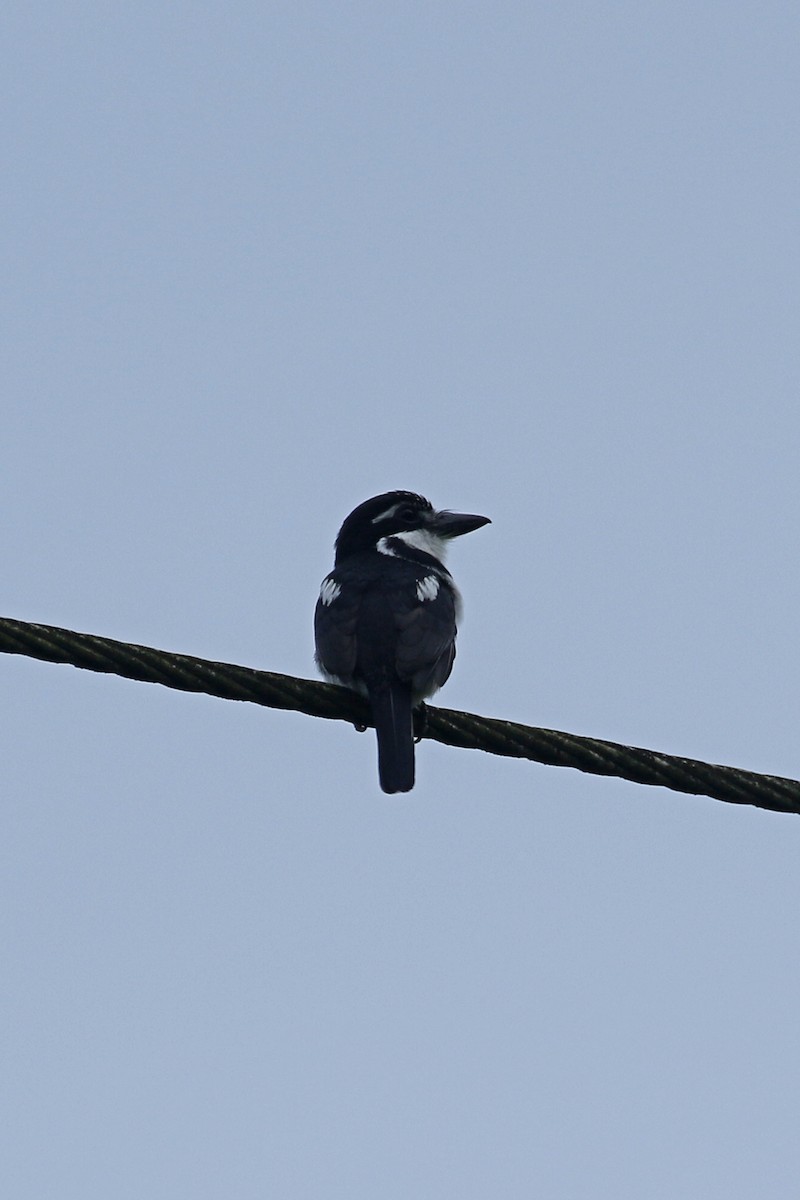 Pied Puffbird - ML427689271