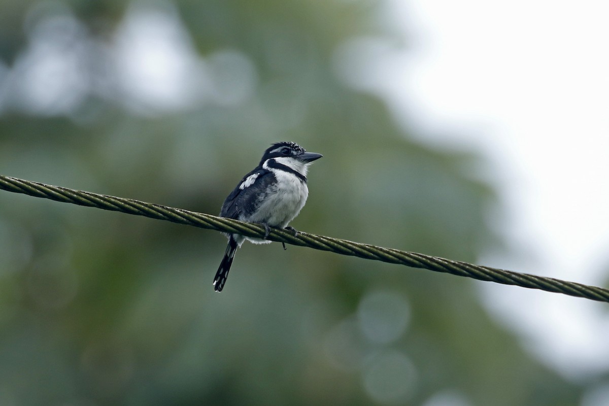 Pied Puffbird - Daniel Booker