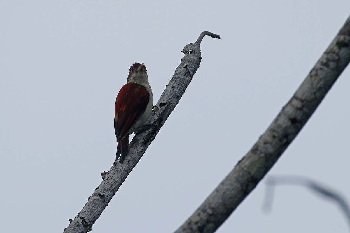 Scarlet-backed Woodpecker - ML427689491