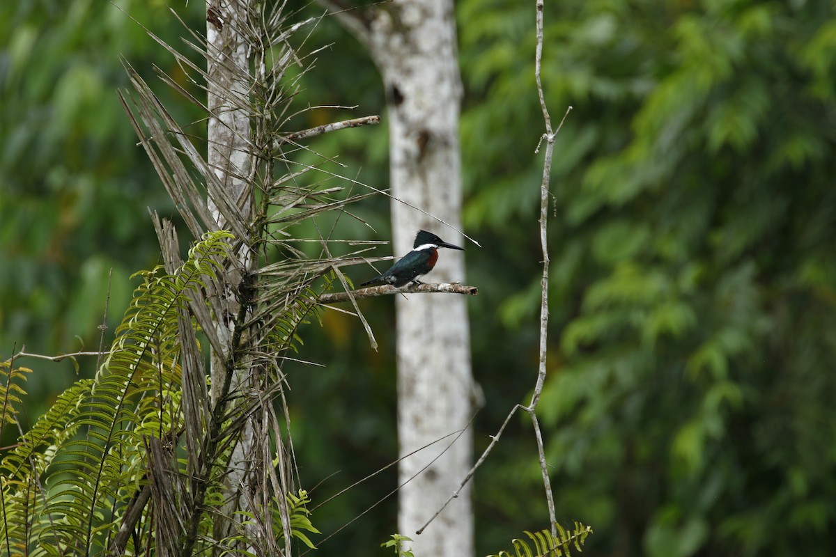 Green Kingfisher - ML427689591