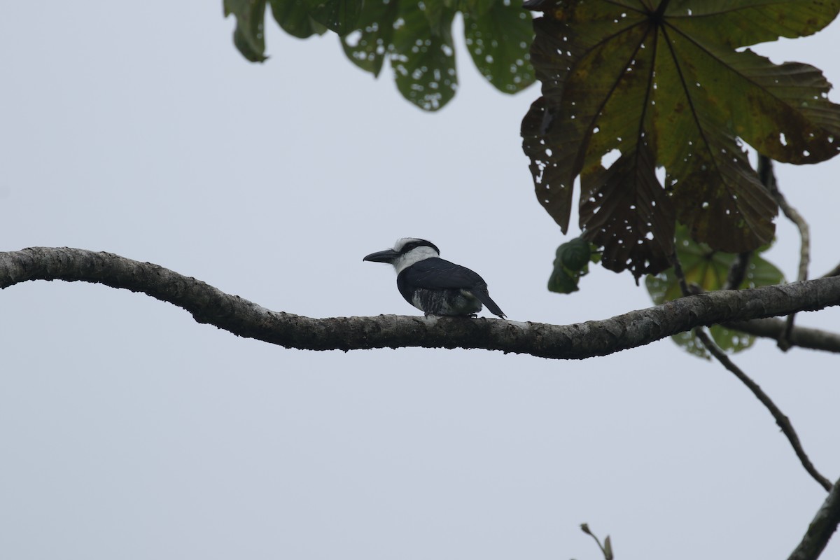 White-necked Puffbird - ML427689731