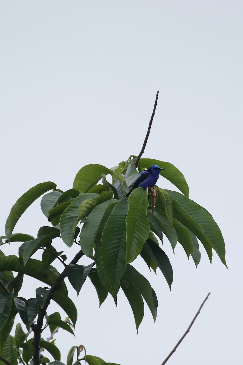 Red-legged Honeycreeper - ML427689961