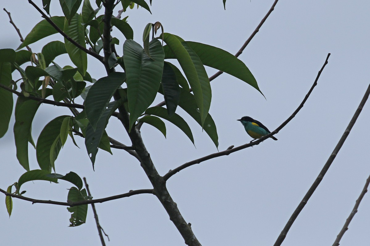 Black-faced Dacnis (Yellow-tufted) - ML427690081