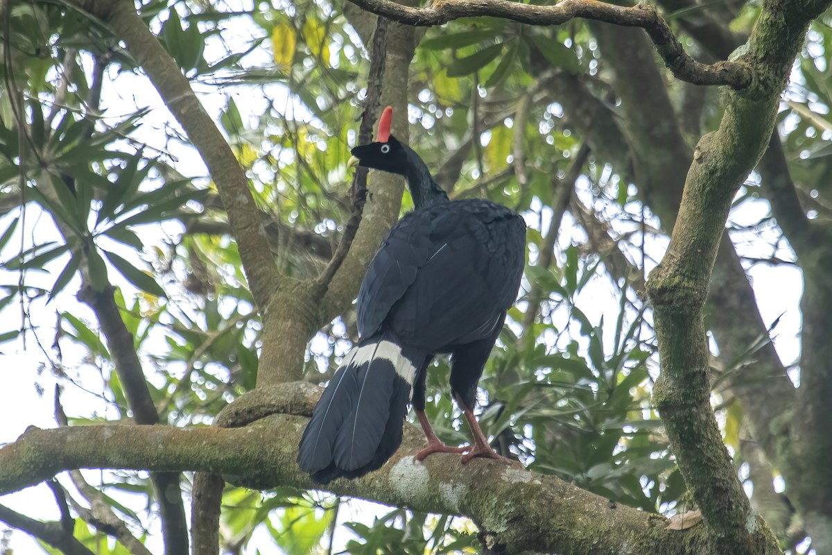 Horned Guan - ML427690171