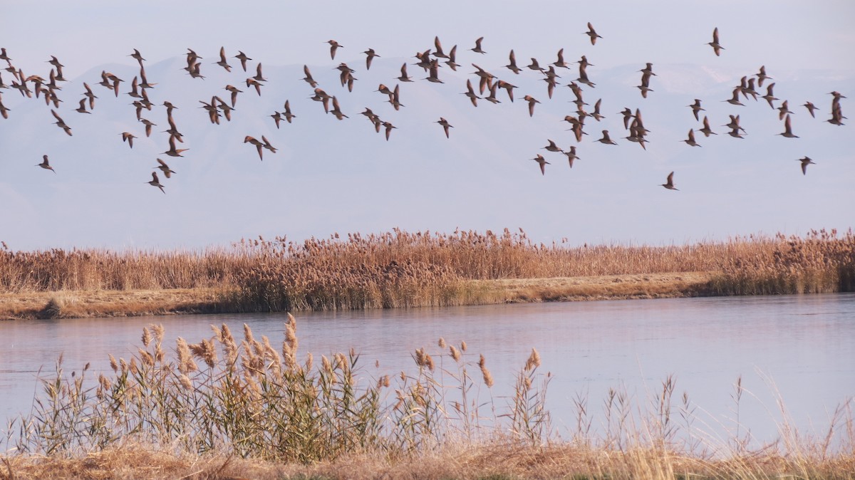 Marbled Godwit - ML427690341