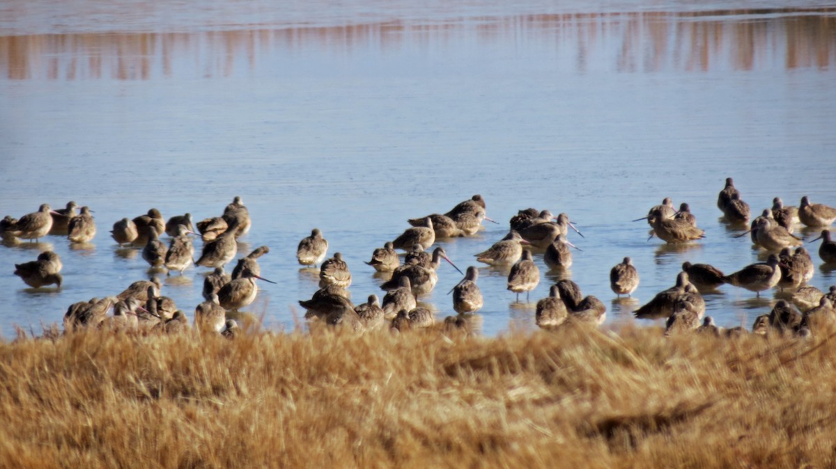 Marbled Godwit - ML427690401