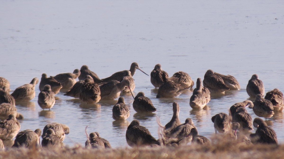 Marbled Godwit - ML427690411