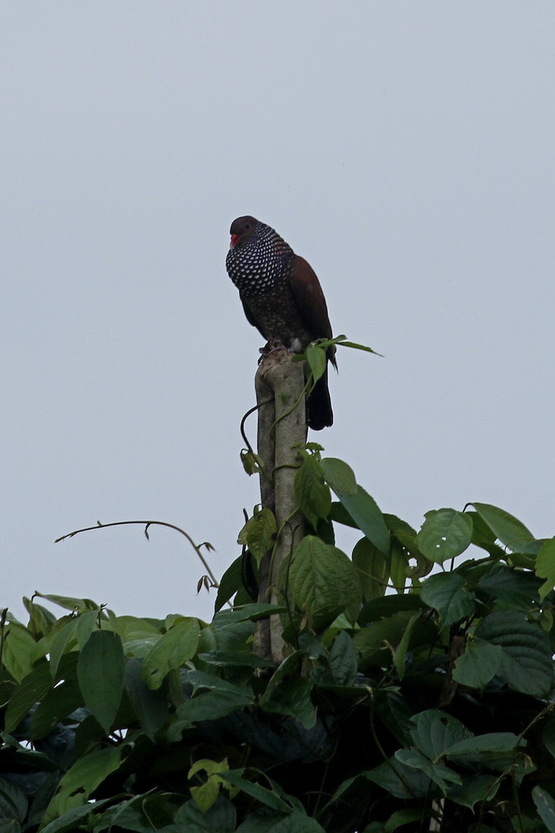 Pigeon ramiret - ML427690501