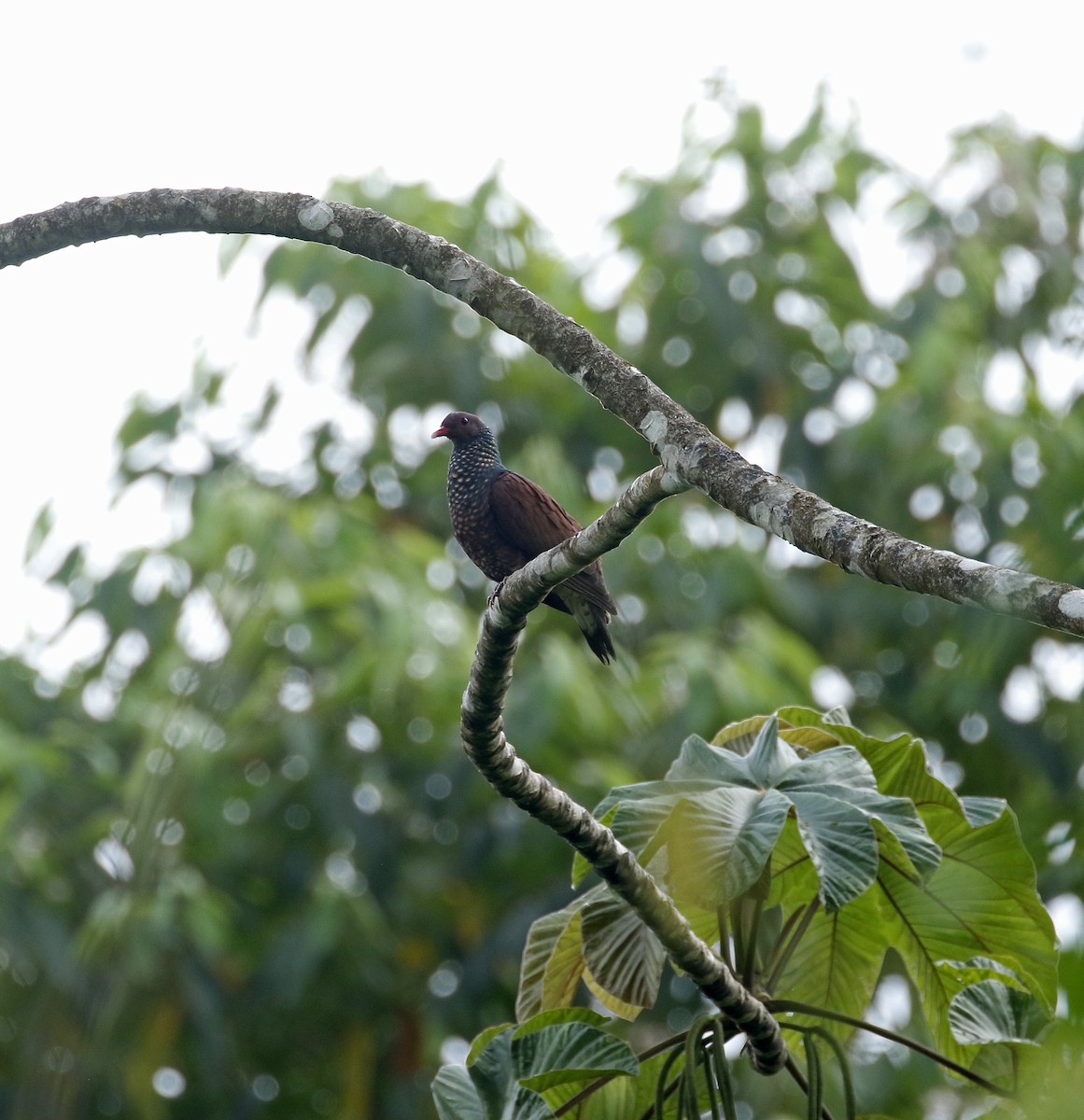 Scaled Pigeon - ML427690531