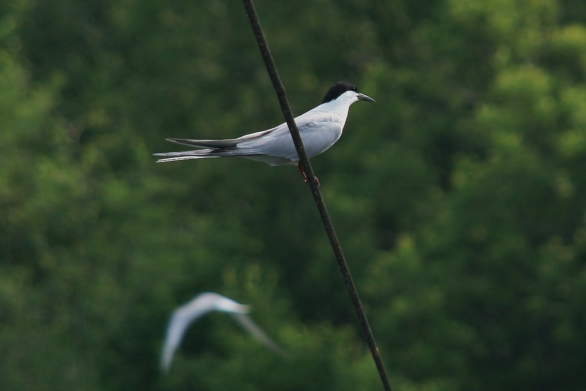 Common Tern (longipennis) - ML427693801