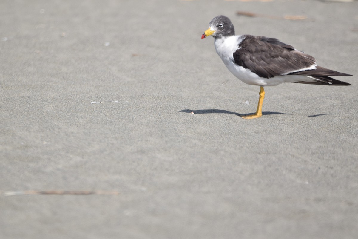 Belcher's Gull - ML427693991