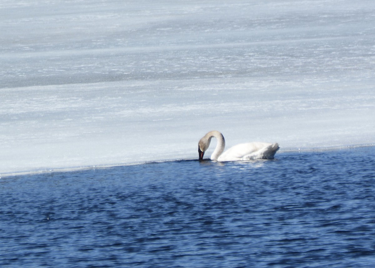 Trumpeter Swan - ML427694721