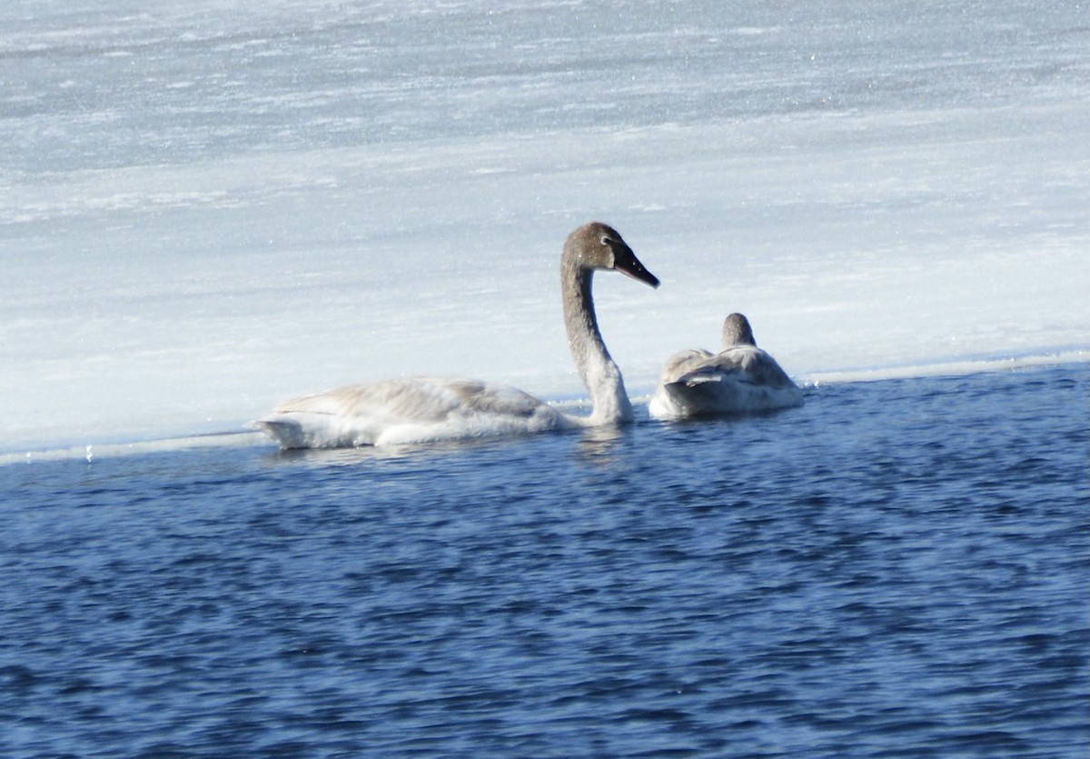 Trumpeter Swan - ML427694731