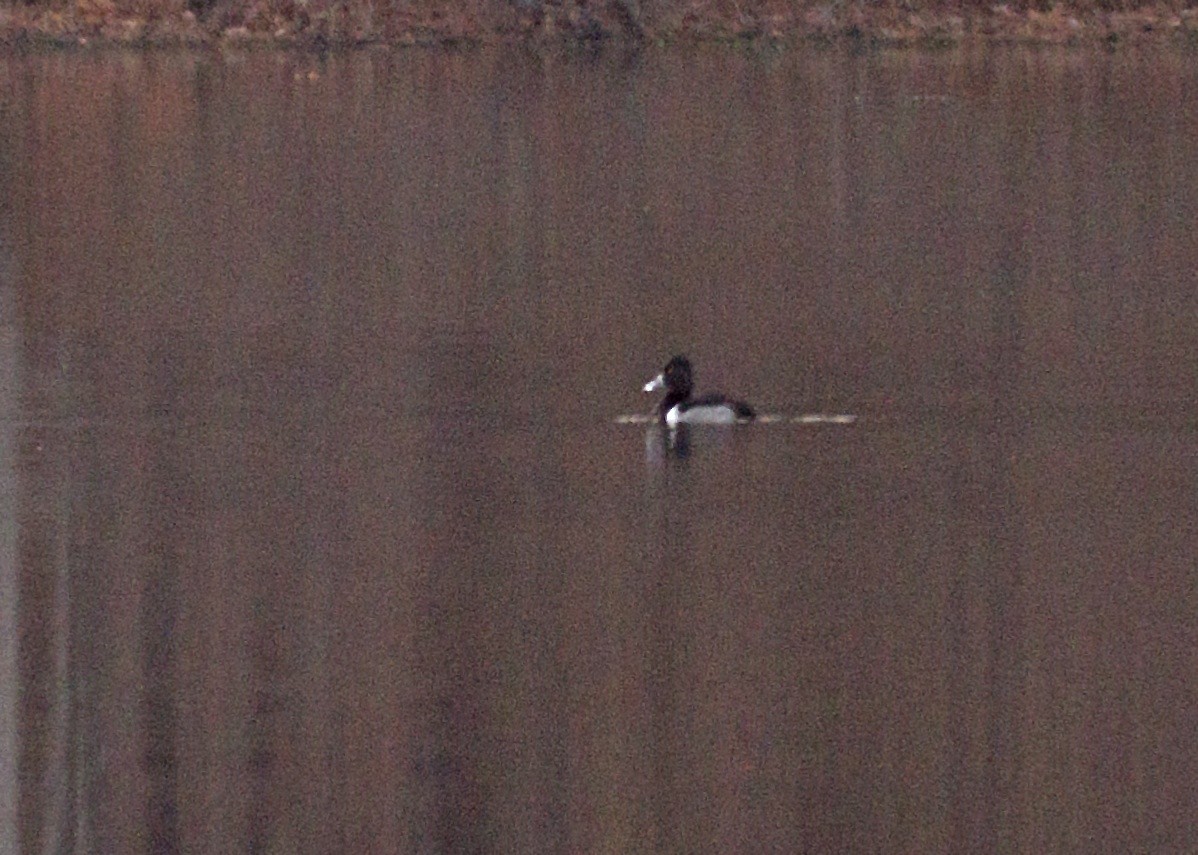 Ring-necked Duck - ML42769551