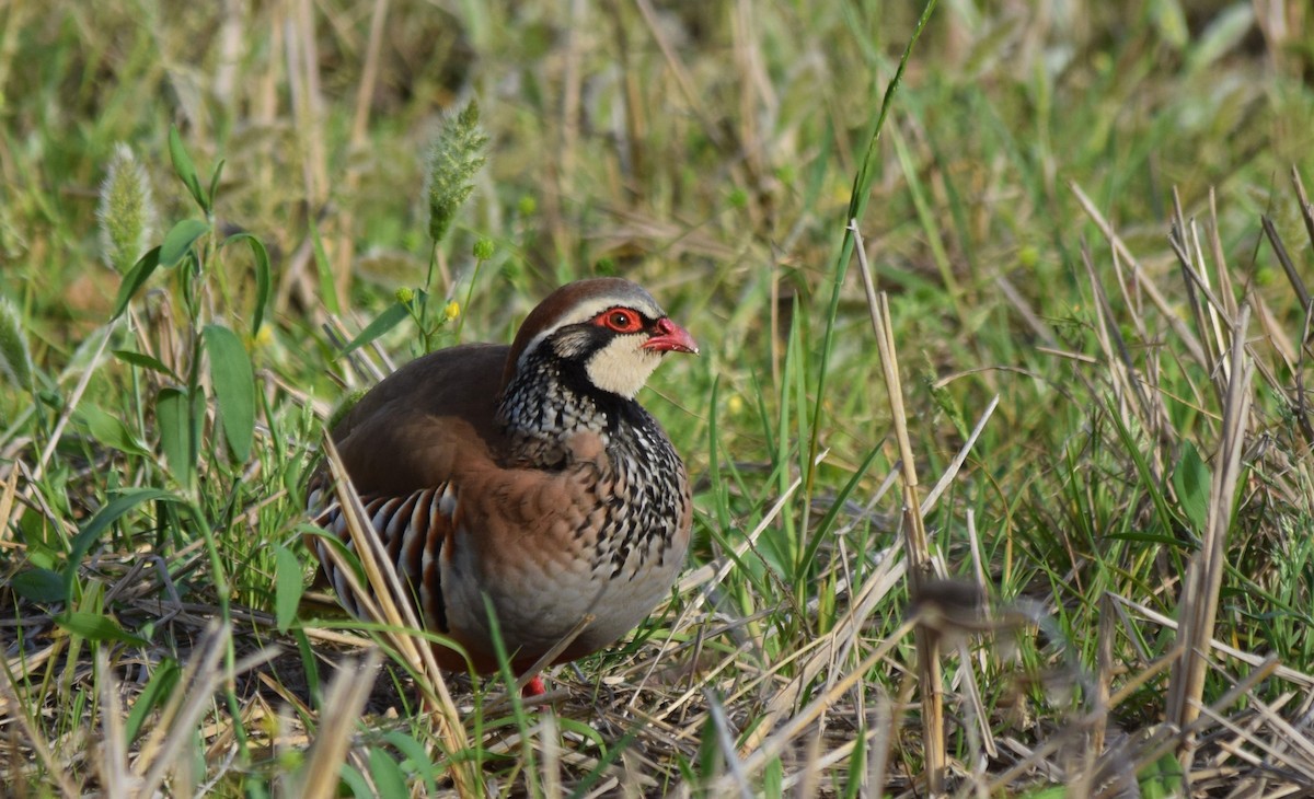 Red-legged Partridge - ML427697461