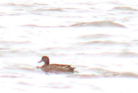 Blue-winged Teal - ML427697661