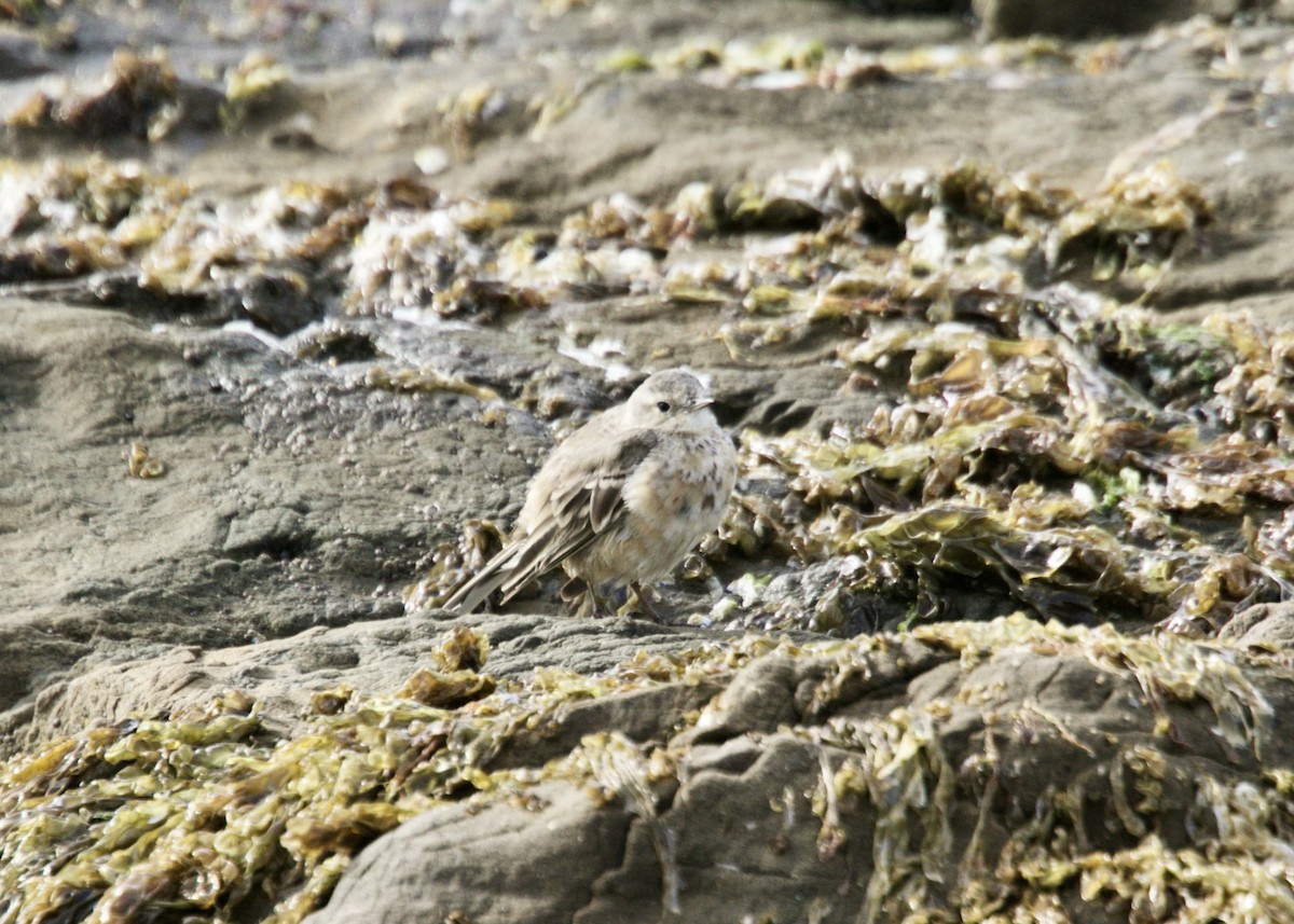 American Pipit - Dave Bengston