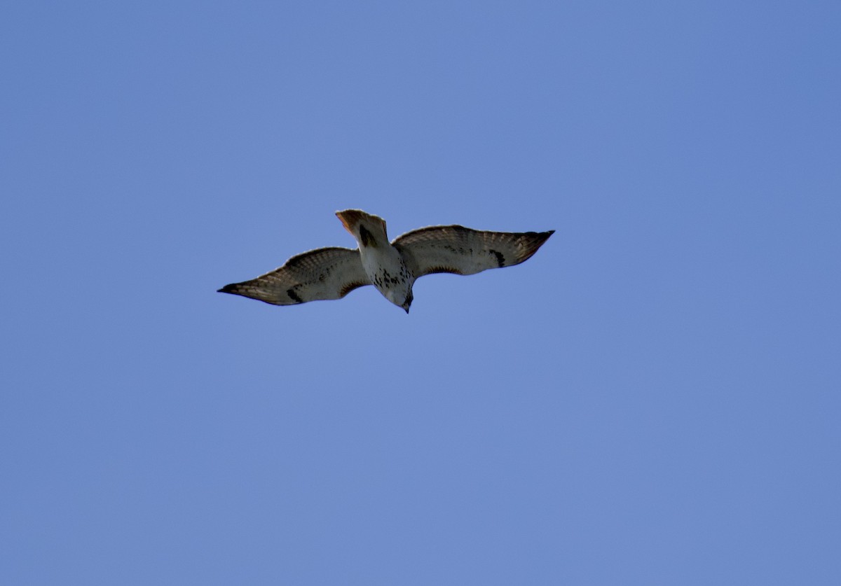 Red-tailed Hawk - ML427698661