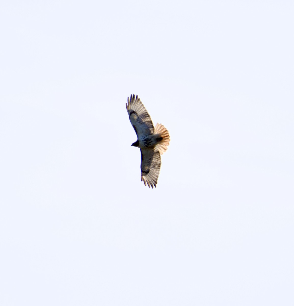 Red-tailed Hawk - ML427699501