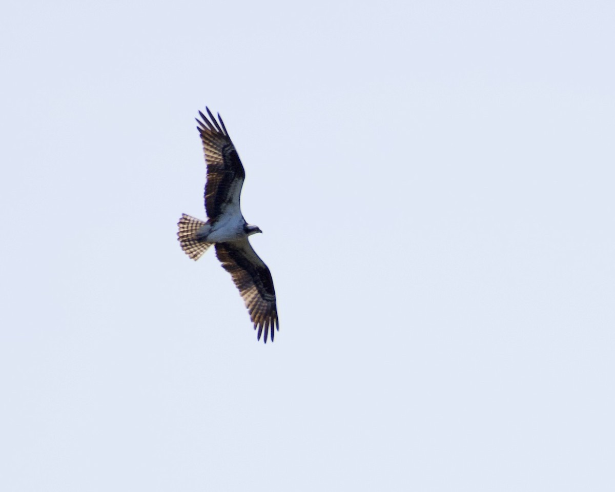 Balbuzard pêcheur - ML427700711