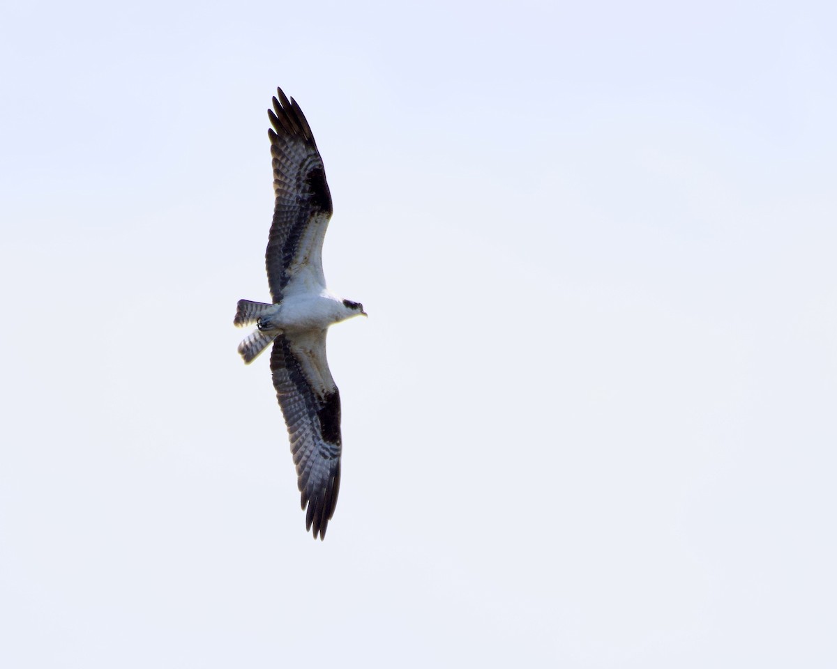 Águila Pescadora - ML427701181