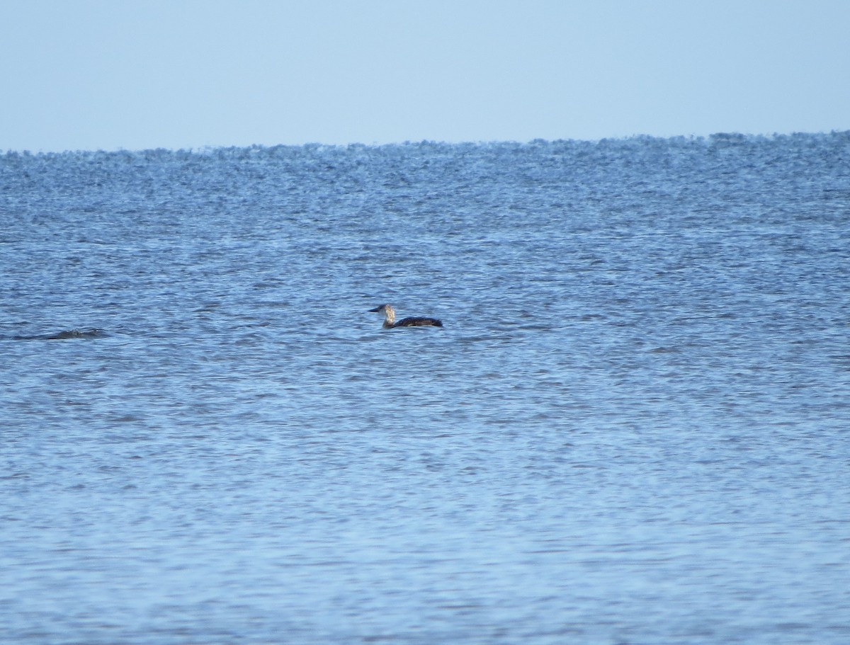 Common Loon - ML427701191