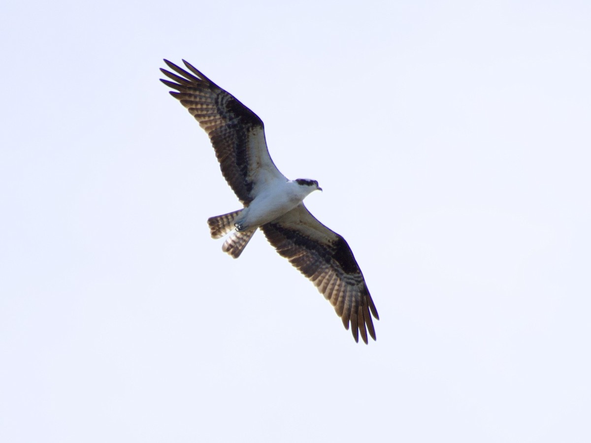 Balbuzard pêcheur - ML427702571